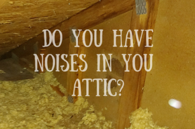 Noises in the attic
