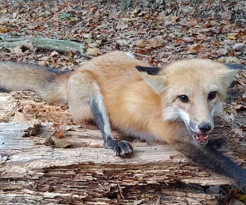 Fox Removal in the Triangle