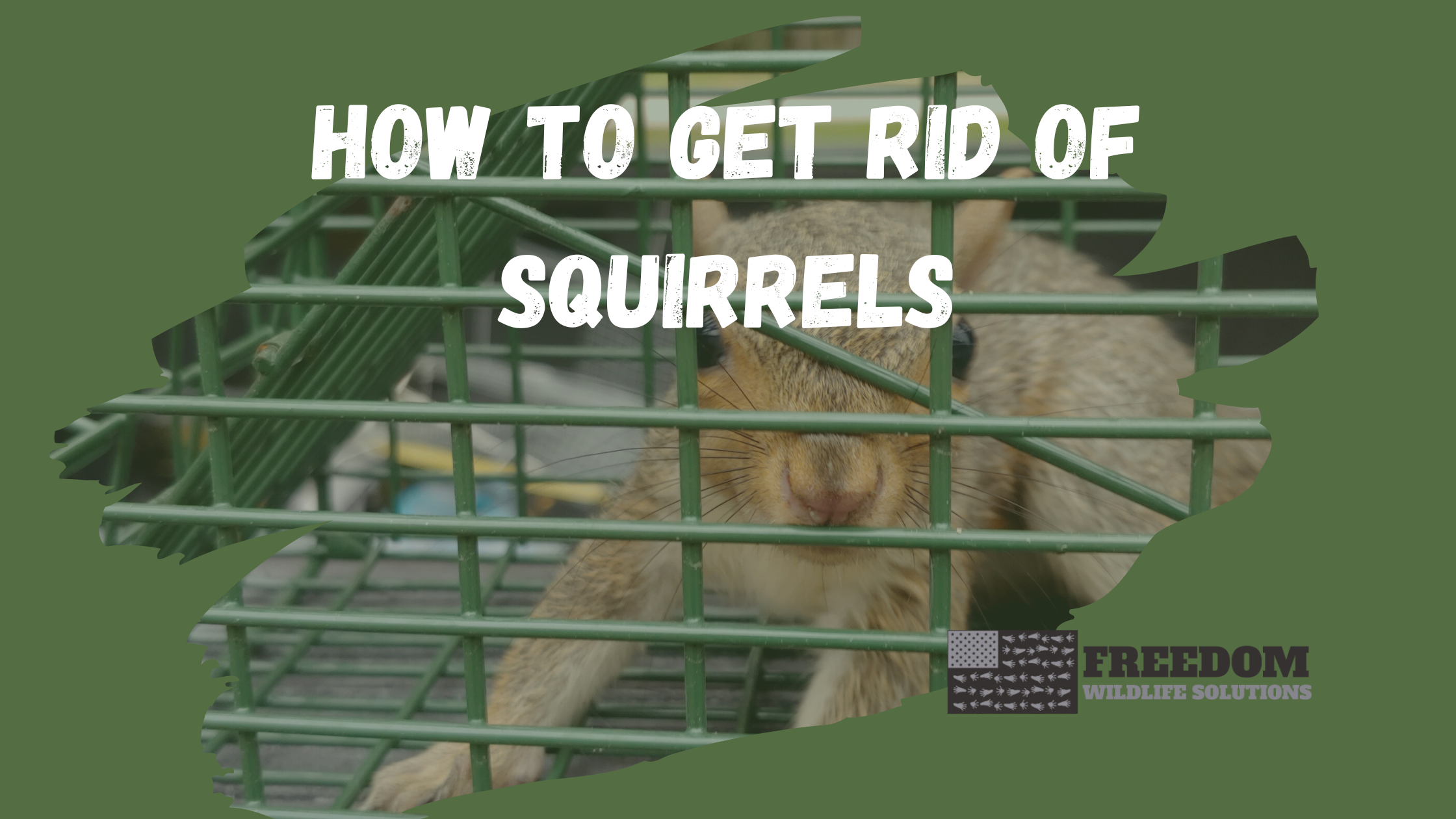 how to get rid of squirrels
