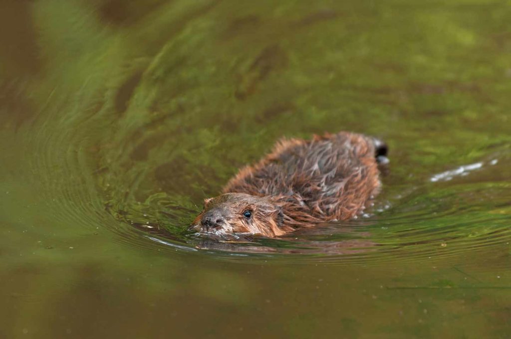 Raleigh Beaver Removal Near Me