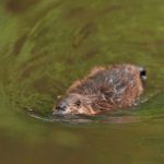 Raleigh Beaver Removal Near Me