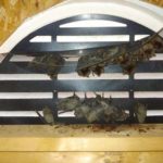 Bat Removal Raleigh, NC
