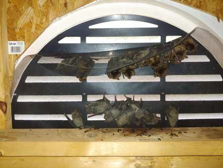 Bat Removal Raleigh, NC
