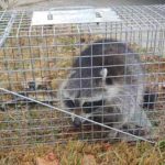 Raleigh raccoon removal company