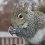 Raleigh squirrel removal Near Me