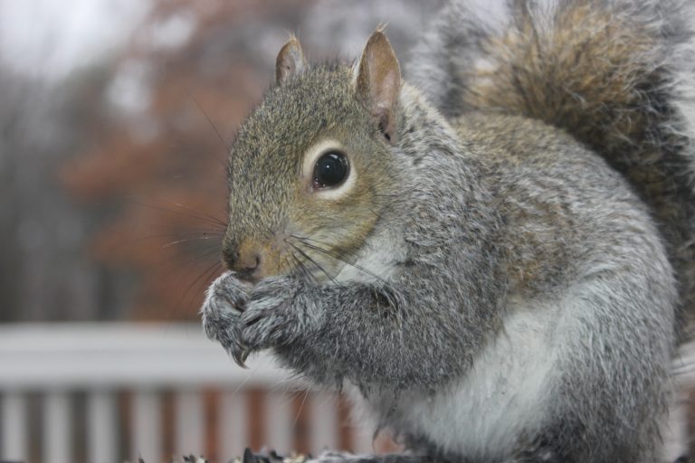 Raleigh squirrel removal Near Me