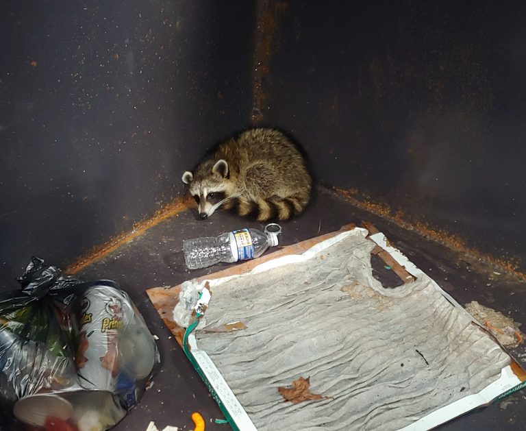 raccoon removal Clayton NC