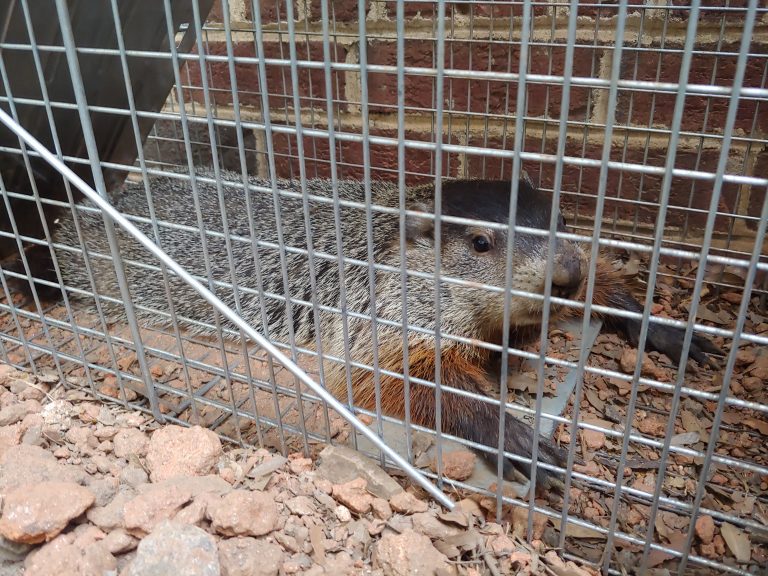 groundhog removal Clayton NC