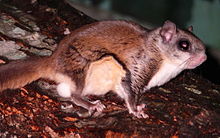 flying squirrel removal clayton nc
