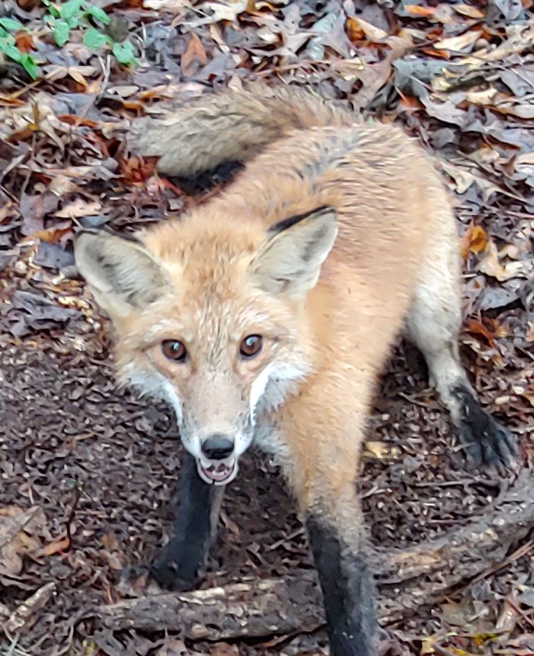 Triangle Fox Removal