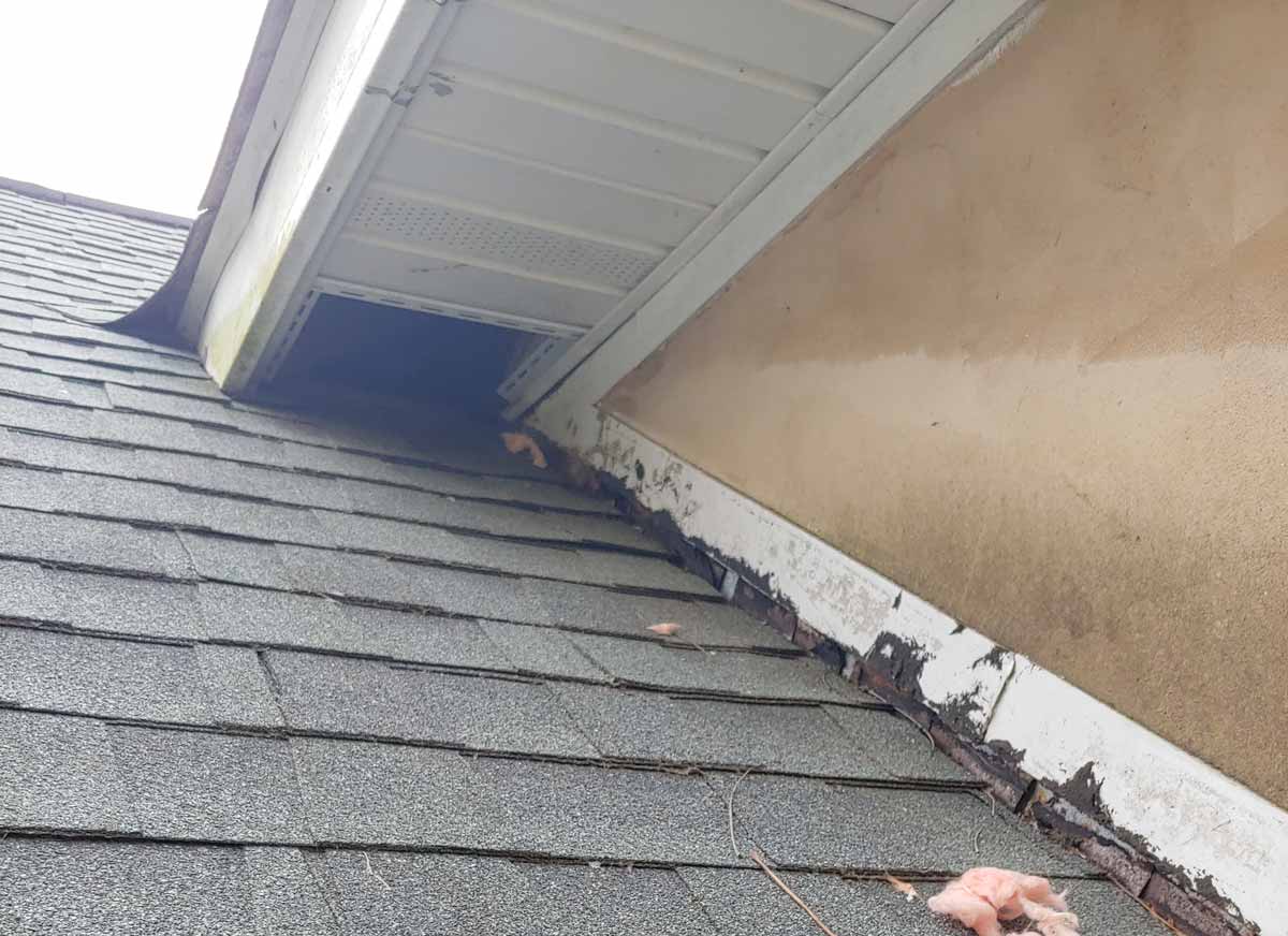 remove raccoons from your home
