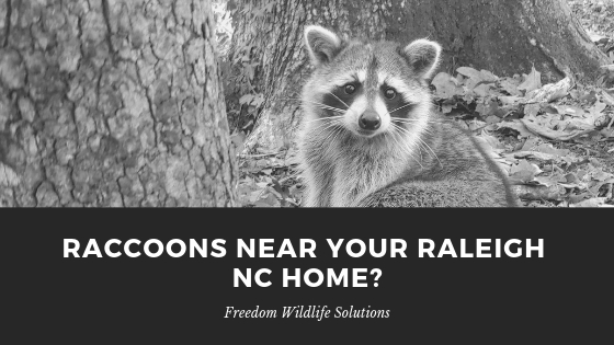 Raccoon Removal Raleigh NC