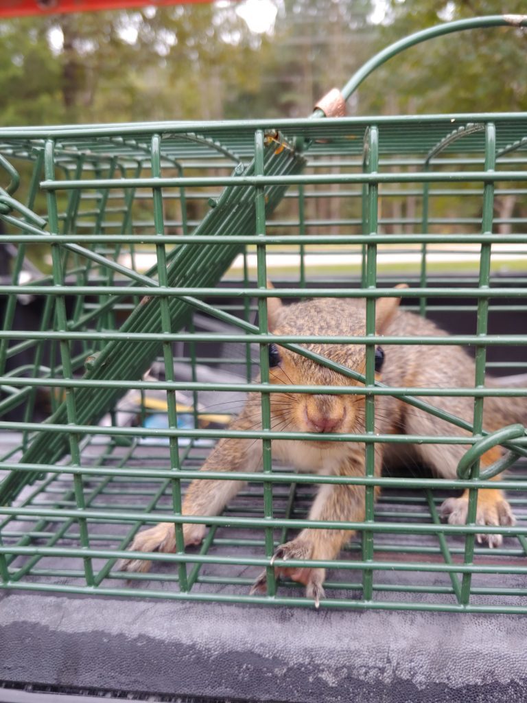 Clayton Squirrel Removal