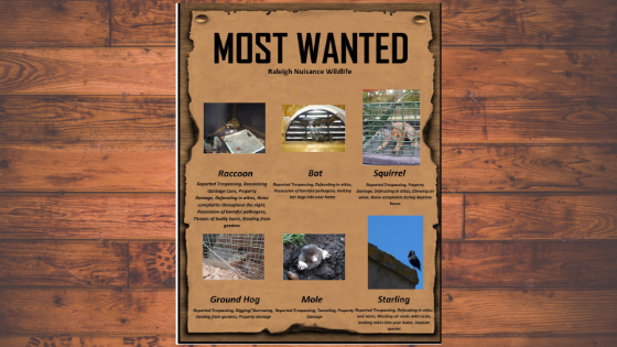 Raleigh NC Wildlife removal