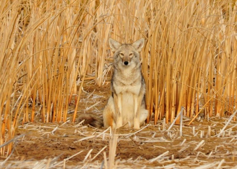 Raleigh coyote removal