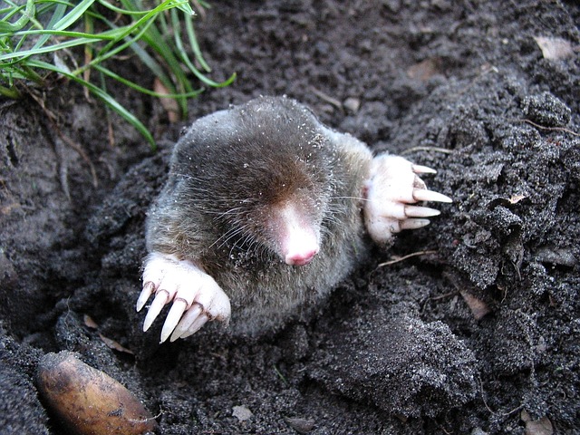 removal of moles from yard