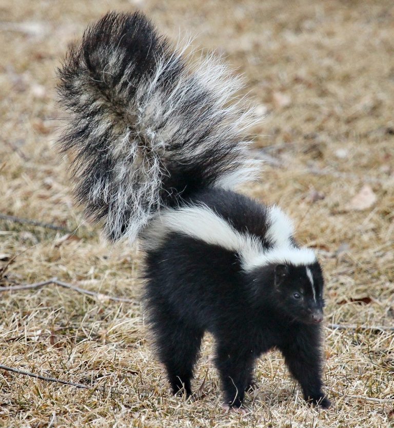 skunk removal in Clayton, NC