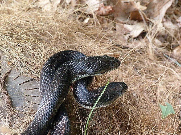 snake removal Raleigh
