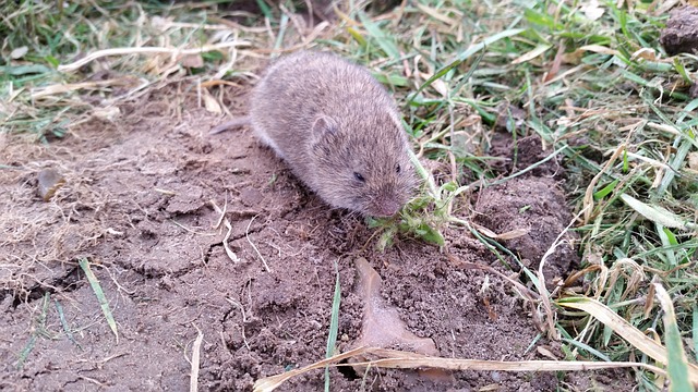 Vole removal