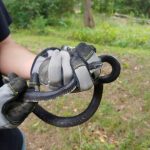 Clayton Snake Removal Near Me