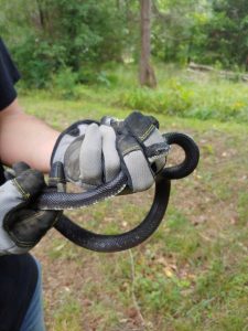 Clayton Snake Removal Near Me
