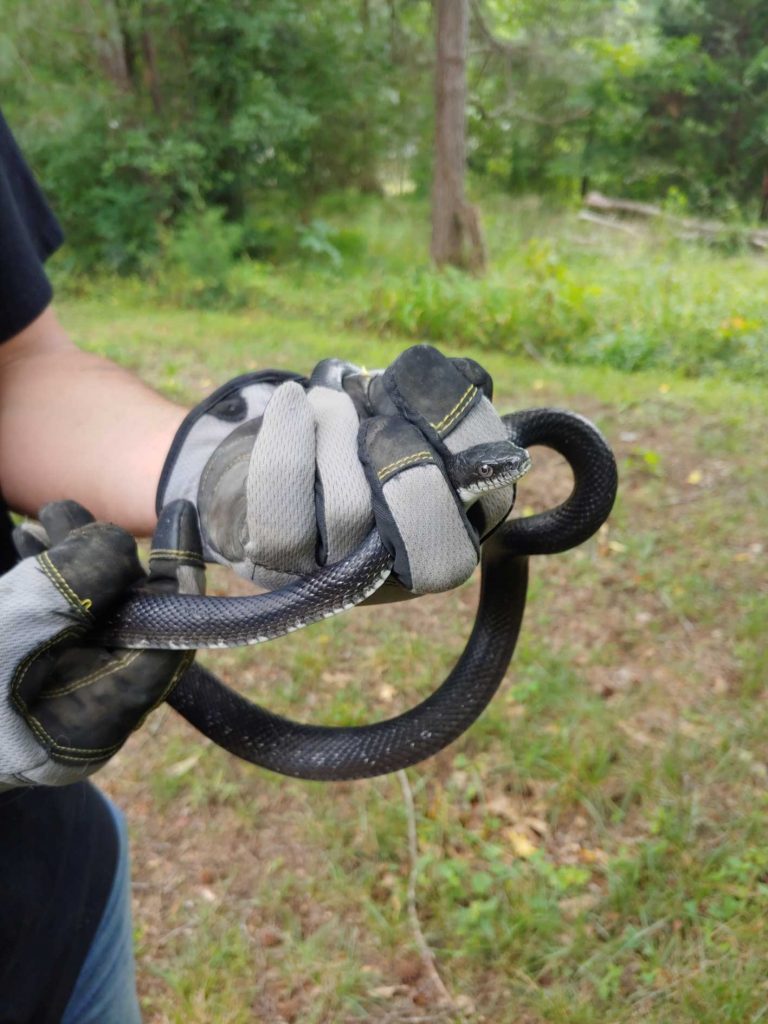 Clayton Snake Removal Near Me