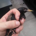 Interior bird removal