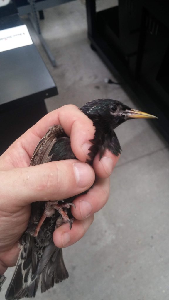 Interior bird removal