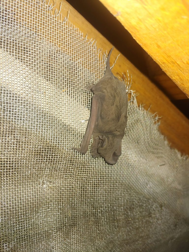 Bat Removal Clayton NC