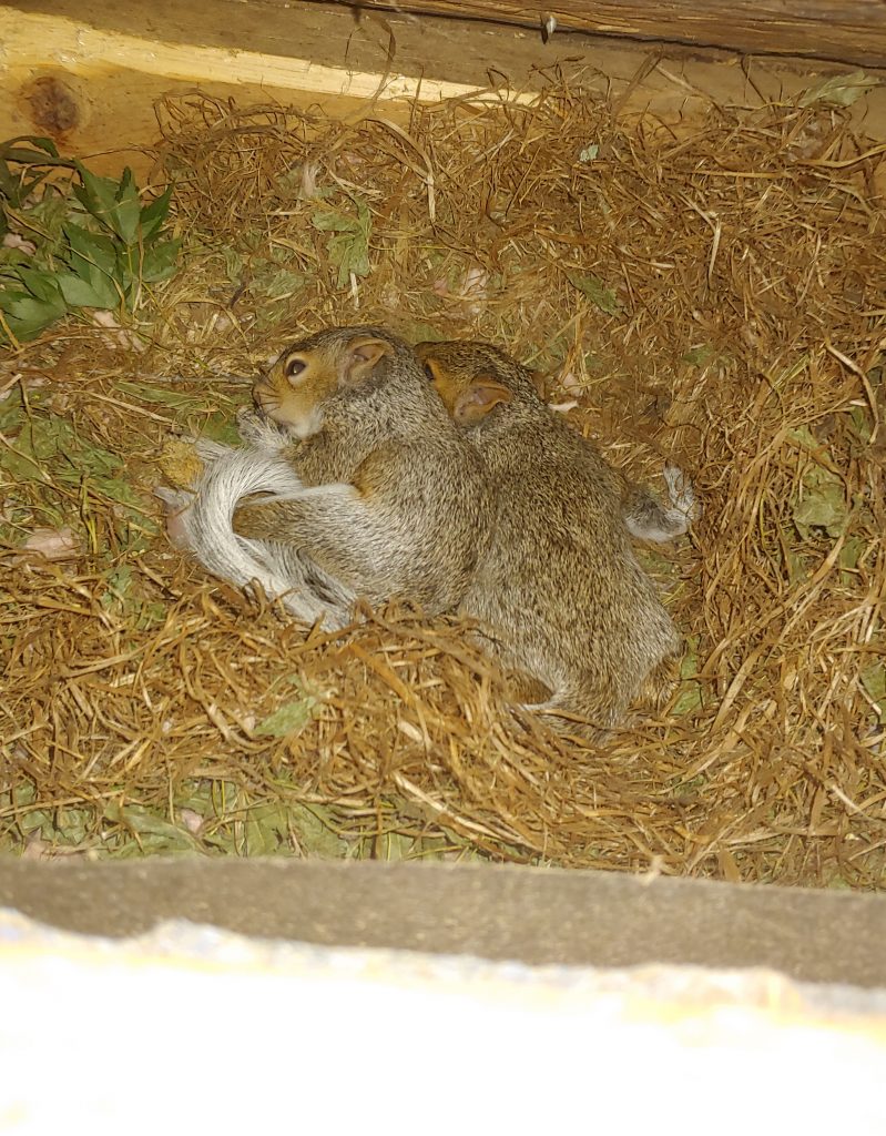 Squirrel Removal Raleigh NC