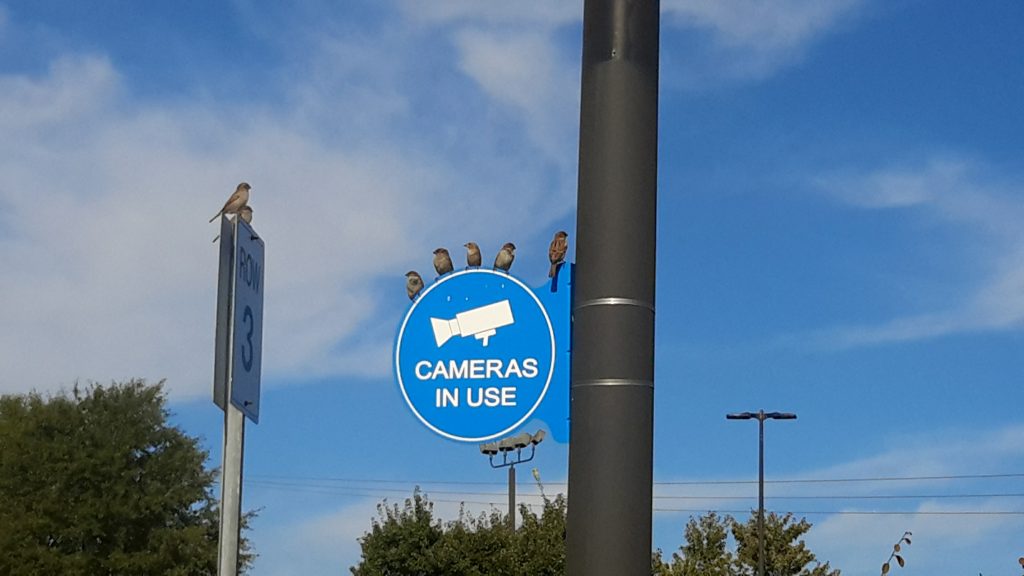 Commercial Bird Control