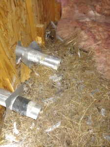 Bird Nest Removal Clayton