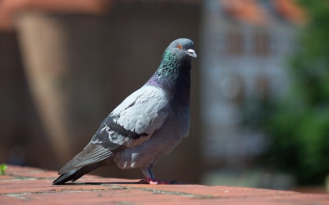Pigeon Removal Service