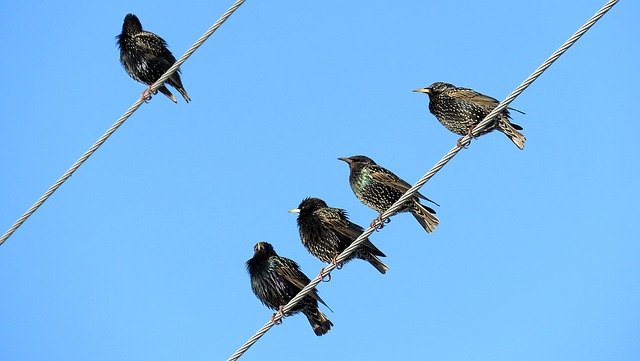 Bird Removal Services