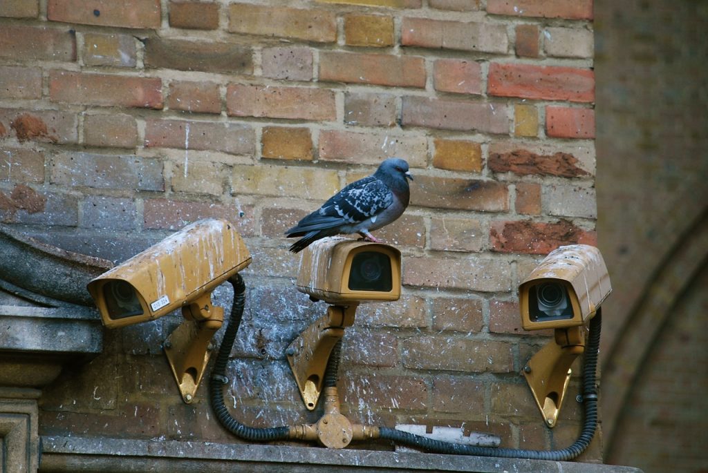 Bird Control