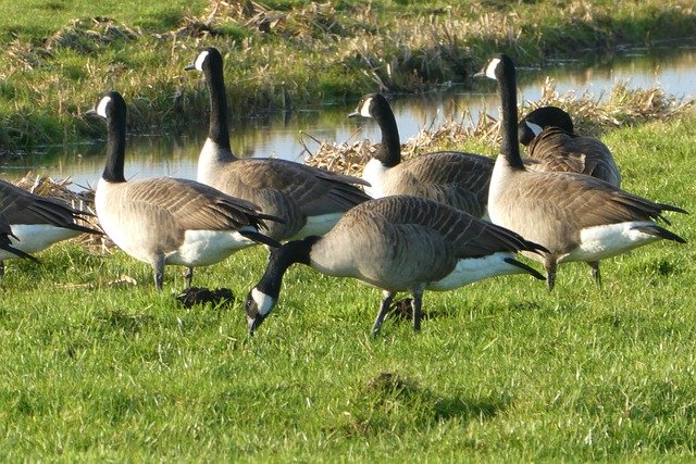 Geese Management