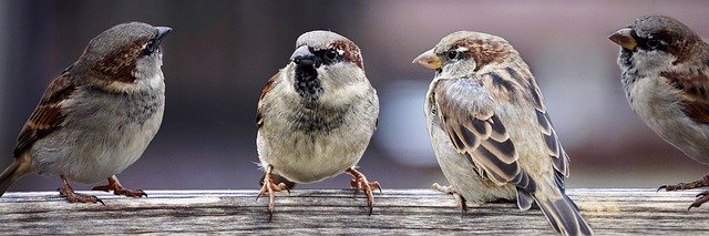 How to get rid of birds