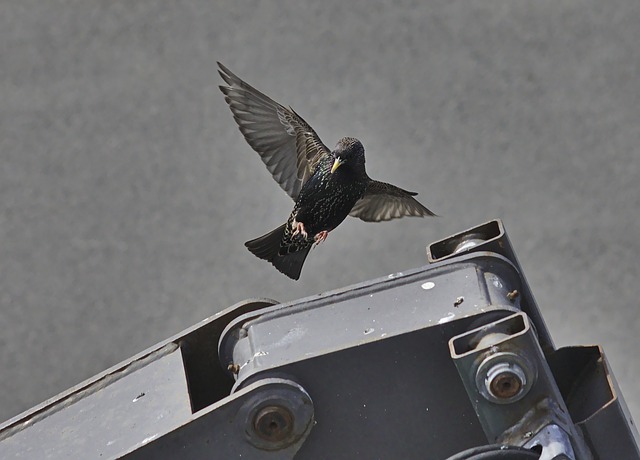 Starling