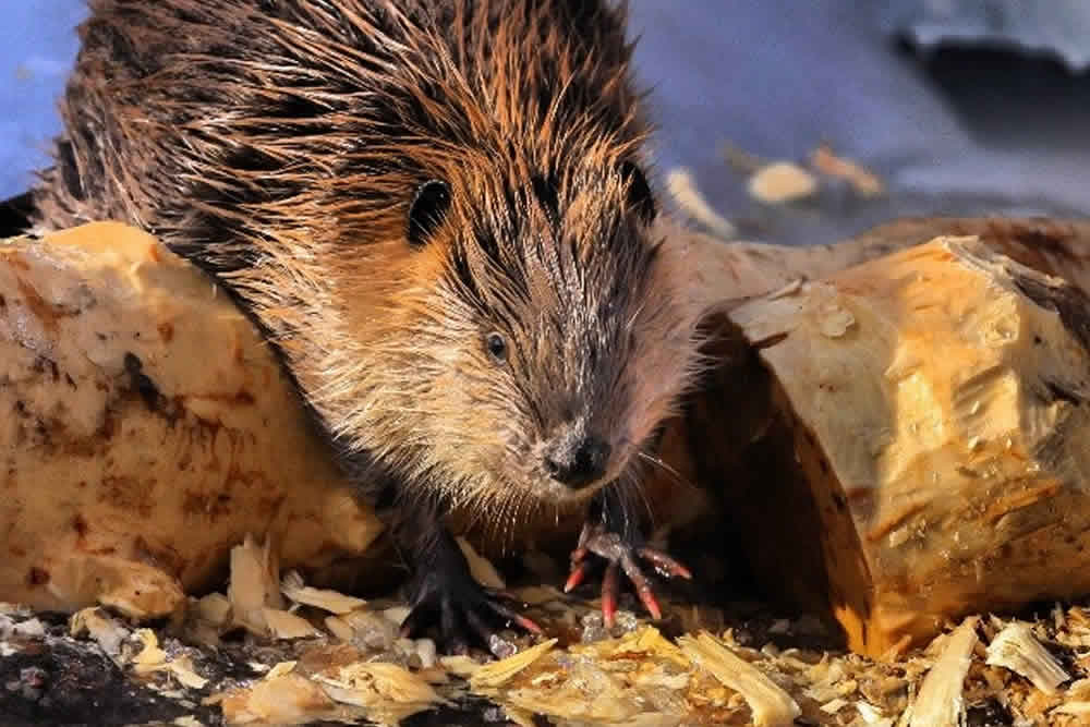 beaver removal near me
