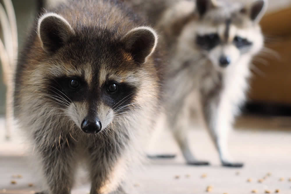 Wildlife Removal