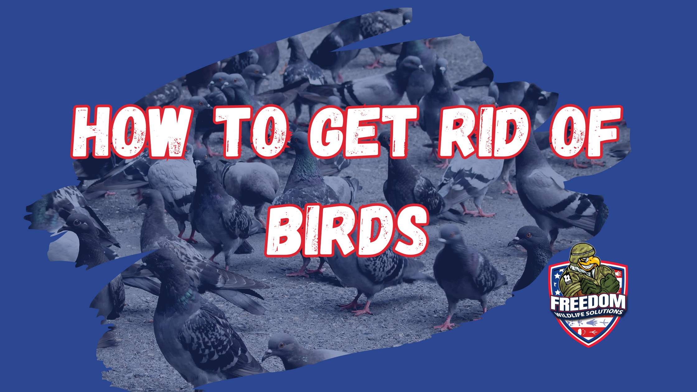 get rid of birds