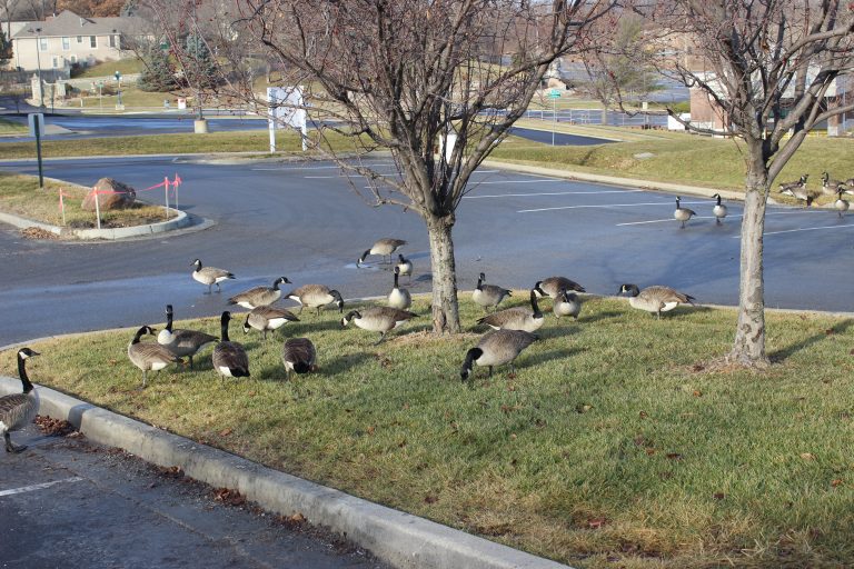 Geese In Parking Lot