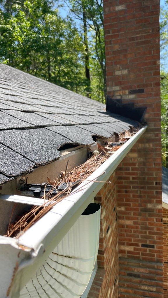 Squirrels use gutter to access the attic