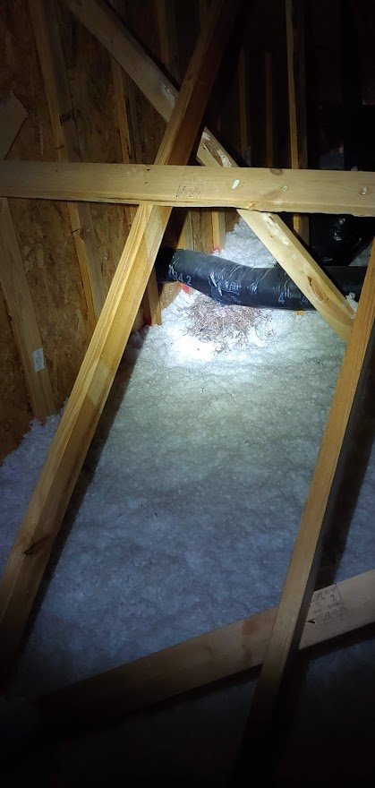 Birds In Attic