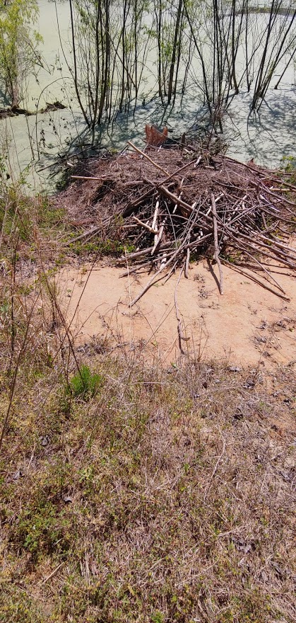 Beaver Lodge