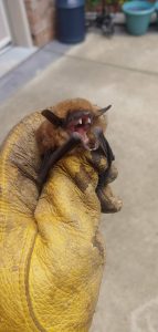 Bat in house Removal