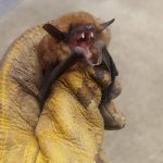 Bat in house Removal