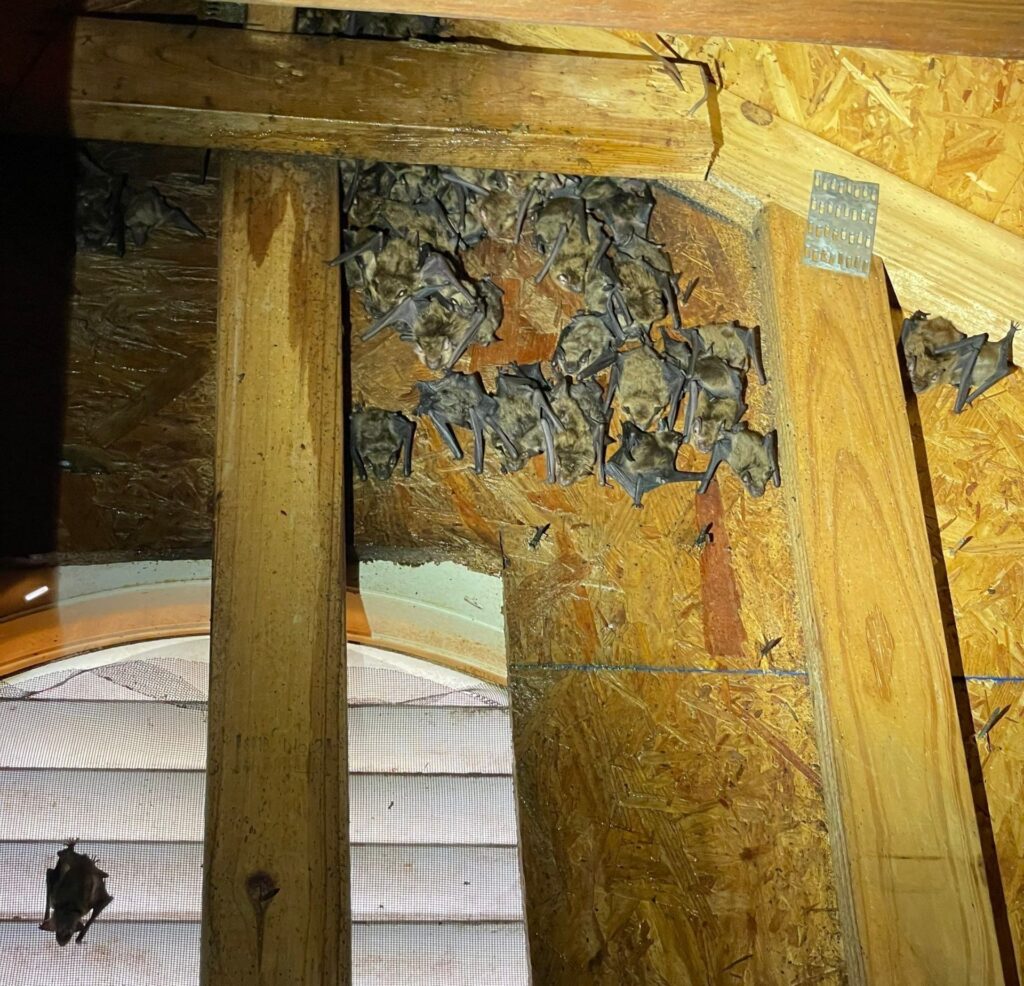 bats in the attic