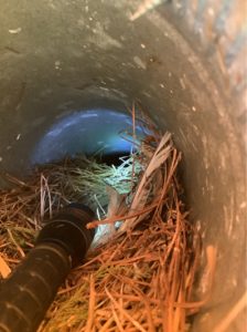 birds nesting in vents