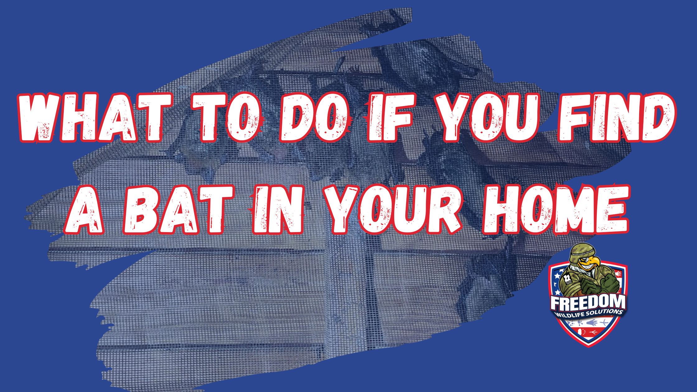 bat in house
